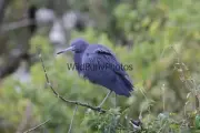 Little Blue Heron Photo, Pick One Image - Various Sizes