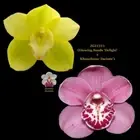 Cymbidium Seedling JG21311 (Glowing Sands 'Delight' x Khanebono 'Jacinta')