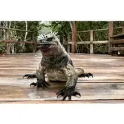 Save 8.41%! 5-Day Galapagos Island Hopping Tour: Los Tuneles and Isabela