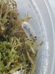 Isopod Bundle: 10+ Gestroi, 10+ Magic Potion, 6+ Shiro Utsuri