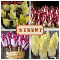 在飛比找蝦皮購物優惠-【金玉蘭菜種子】軟化芽球菊苣種子 四季陽臺蔬菜高產蔬菜種子 