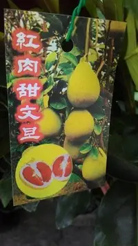 在飛比找Yahoo!奇摩拍賣優惠-水果苗 ** 紅肉甜文旦 (紅肉文旦) ** 4.5吋盆/高