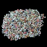 Tiny Swirl Conch Shells Natural Sea Shell approx.4500 pcs 2 Pound