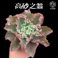 在飛比找蝦皮購物優惠-［狂買園藝］ 多肉植物 高砂之翁 大型卷肉系列 /仙人掌/送