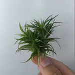 小原多肉.迷你紫羅蘭(青銅.空氣鳳梨.TILLANDSIA AERANTHOS BRONZE