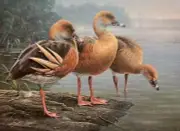 Daniel Smith Australia Duck Stamp Print 1989 First of Nation Medallion Edition