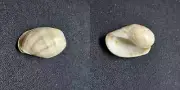 #1995 Hydatina Physis, Oaho, Hawaii 25mm sea snail shell