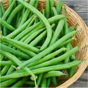 Bean Bush - Windsor Long Pod seeds
