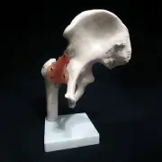 Life Size Anatomical Hip Joint Model - Human Skeleton Medical Anatomy