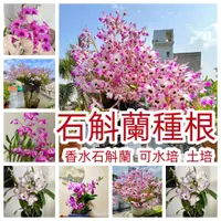 在飛比找蝦皮購物優惠-多款【石斛蘭種根】澳洲香水石斛蘭 淨化空氣 吸甲醛好物 室內