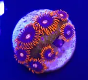 Cornbred Snitch Zoanthid 3-6 Polyp Frag