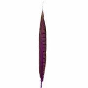 20" to 30" Lady Amherst Pheasant Side Tail Feather - Purple
