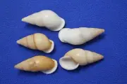 Sailor Valentine Craft Shells, White Tan Snail Shells 1 1/2 - 2 inch, SS-109