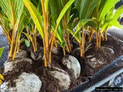 Dwarf Coconut - Cocos nucifera
