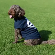 AFL Carlton Blues Pet Jumper - Medium