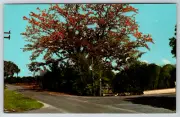 c1960s Famkous Kapok Tree Blooms Clearwater Florida Vintage Postcard