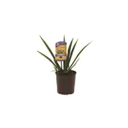 140mm Kangaroo Paw Landscape Gold - Anigozanthos hybrid