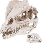 GOOHOCHY 1pc Dinosaur Landscape Decoration Dinosaur Skull Decoration Dinosaur Skull Statue Dinosaur Skull Adornment Dinosaur Skeleton Head Skull Head Decor Velociraptor Skull Dino Skull