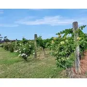 Bracken Ridge Vineyard - The Bonavista