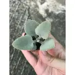 玫葉兔耳（多肉植物）KALANCHOE ROSELEAF