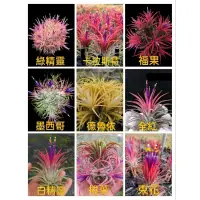 在飛比找蝦皮購物優惠-空氣鳳梨 ionantha 小精靈系列(1) 墨西哥 福果 