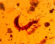 Earwig with Strange Caterpillar in Burmite Amber Fossil Gemstone Dinosaur Age