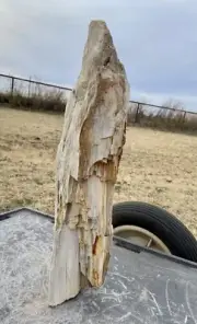 GIGANTIC DRIFTWOOD* 24 Lb~22”L Petrified Wood~Beautiful Color/Shape/Detail/Druzy