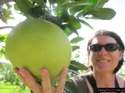 Pummelo - Citrus maxima