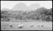 Lord Howe Island Sheep grazing with Mount Gower in background, Lor - Old Photo