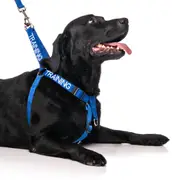 TRAINING - L/XL adjustable Strap Harness