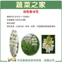 在飛比找蝦皮購物優惠-【蔬菜之家滿額免運】H06.白色魯冰花(旺花白色)種子10克