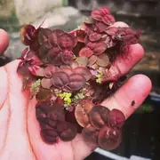 Red Root Floaters For Fish Shrimp Snail Tank Aquarium