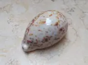 F cypraea pantherina F+++ UNIQE COLOR glossy red sea shell 94.2mm RARE COLOR