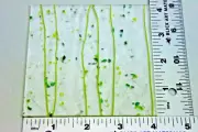 4"x 4" YELLOW DARK GRN & SPRING FRIT, SPRING GREEN STREAMS BULLSEYE GLASS 90 COE