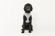 MOG AND BONE NEOPRENE HARNESS CHAMBRAY STRIPE MEDIUM