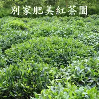 在飛比找旋轉拍賣優惠-季限量!![天磨紅茶]日月潭紅茶魚池紅茶阿薩 GHA 5 天