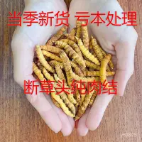 在飛比找蝦皮購物優惠-正宗野生冬蟲夏草冬蟲草純肉節飽滿無癟草藏區那曲滋補泡酒茶