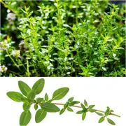 Thyme - Winter seeds