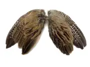 1 Pair - Natural Ringneck Pheasant Rooster Whole Wing Feather Set (Left and Rig