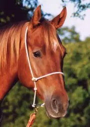 Martin Saddlery Rope Headset Tiedown Null Null
