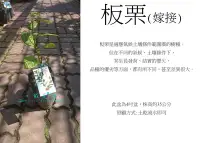 在飛比找Yahoo!奇摩拍賣優惠-心栽花坊-嫁接板栗/4吋/堅果/嫁接苗/水果苗/售價250特