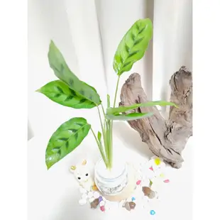 《Kamata🌈》☘️翠錦竹芋☘️豹紋竹芋 熊貓竹芋 錦翠竹芋 貓眼竹芋 觀葉植物 綠化植物 室內植物~另售「裸株」