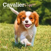 2025 Cavalier King Charles Spaniel Puppies Mini Wall Calendar