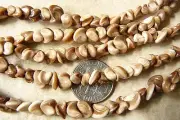 Orchid Shell BEADS 6MM Cream to Brown 104 total beads stringing or craft