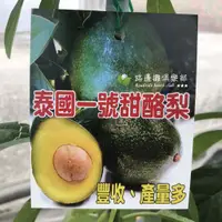 在飛比找蝦皮購物優惠-勿直接下標 泰國一號甜酪梨 皇家甜 泰國甜 酪梨 嫁接苗 同