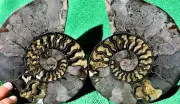 Large Black Ammonite PAIR Deep Crystals XXLG 6.5" 164mm 110myo Fossil a3734pp