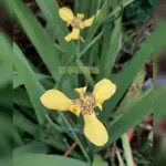 【四季春園藝】巴西黃鳶尾 盆苗 盆栽 黃扇鳶尾 黃花巴西鳶尾 黃花鳶尾 長葉野鳶尾 水生黃花鳶尾