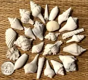 25 SMALL FLORIDA FOSSIL SEA SHELLS - CRAFT OR COLLECTION
