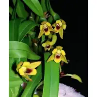 在飛比找蝦皮購物優惠-【蘭蕨雨林】Maxillaria variabilis 多色