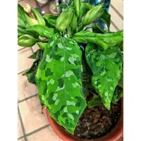 在飛比找蝦皮購物優惠-∥ 迷彩粗肋草 Aglaonema pictum trico